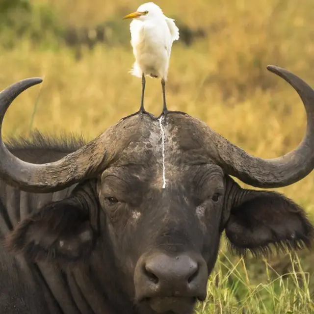 ‘ኣታ እንታይሞ…?! ጭራይ’ንዶ ብድሕሪት ኮይኑ!’