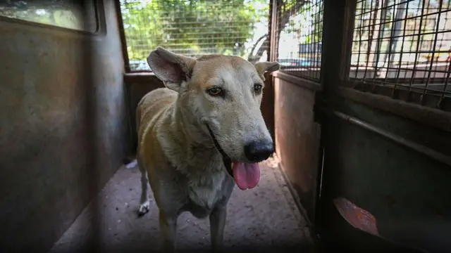 இந்தியாவில் தெரு நாய்களே இல்லையென்றால் நகரங்கள் என்னவாகும்?