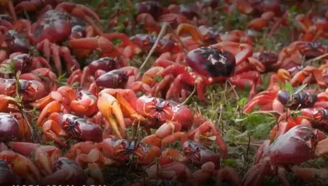 ఎర్ర పీతలు