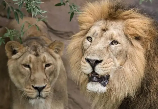 સિંહ, સિંહણ, ગીર, જંગલ, વન્યજીવ, બૃહદગીર, સાસણ, સાવજ, અભયારણ્ય,વાઈલ્ડલાઈફ