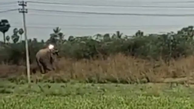 மின்வேலிகளால் தொடரும் யானை மரணங்கள்