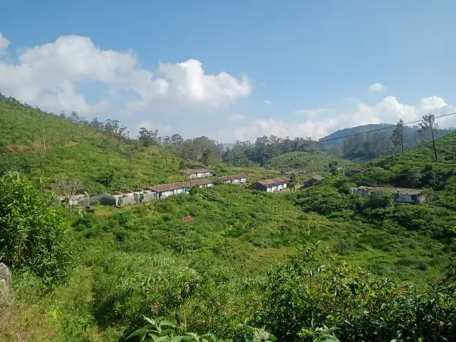 திருநெல்வேலி, மாஞ்சோலை, தேயிலை தோட்டம் 