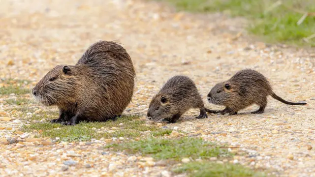 ratões e filhotes 