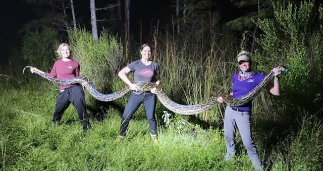 மலைப்பாம்புகளை வேட்டையாடினால் பரிசு