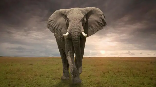 কোথাও বৃষ্টি হলে হাতি কয়েকশ মাইল দূর থেকে তারা টের পায়। 