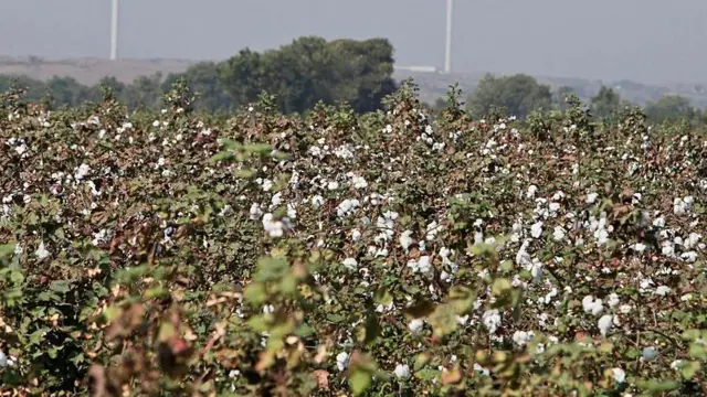 పత్తి పంట