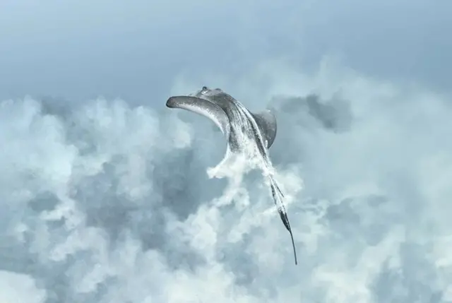 Rays reshape the ocean floor when they stir up sand from the seabed (Credit: Ysabela Coll/ OPY)