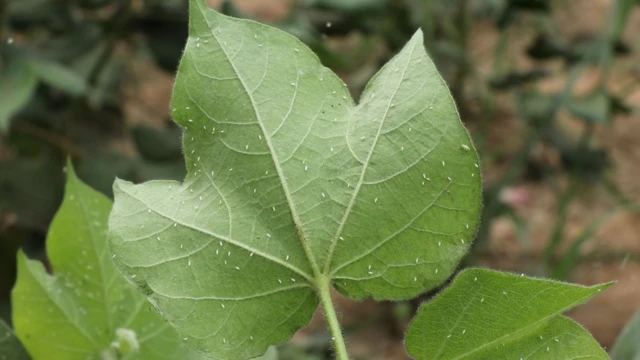 ਨਰਮੇ ਹੇਠੋਂ ਰਕਬਾ