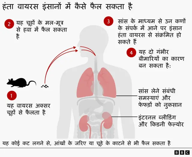 ग्राफ़िक्स में दिखाया गया है कि हंता वायरस कैसे फ़ेलता है (इसका हिन्दी प्लेट प्रवीण ने बनने दिया है)