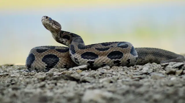 ખડચિતળો (રસેલ્સ વાઇપર)