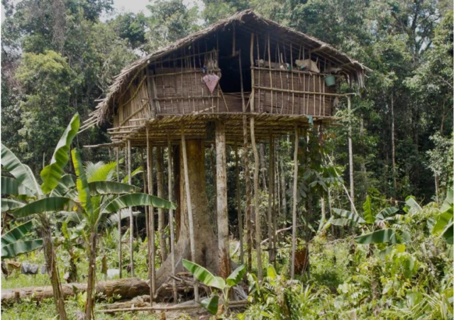 Rumah orang Korowai