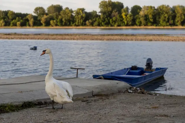 дунав, низак водостај дунава, дунав код сланкамена