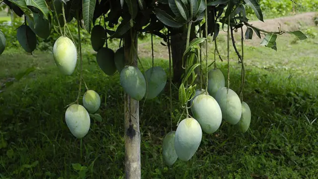 বাংলাদেশের রাজশাহী জেলার আমের সুনাম রয়েছে