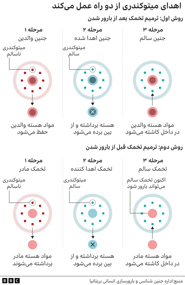 اهدای میتوکندری