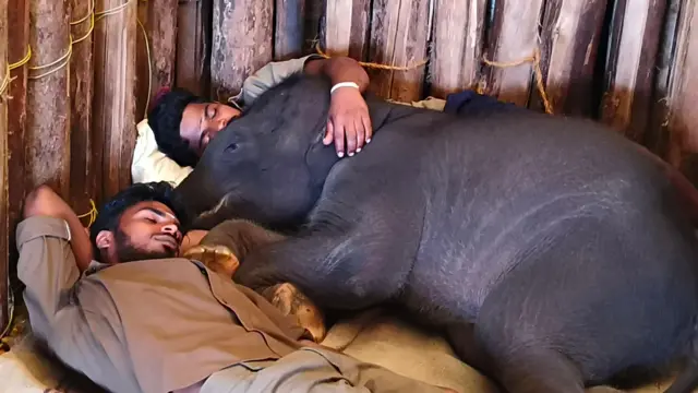 யானைகள், முதுமலை புலிகள் காப்பகம்