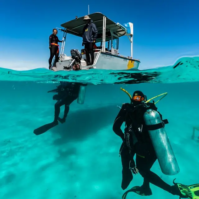 கொரோனா 2020, பெருங்கடல், கடல் விலங்குகள், திமிங்கலங்கள், மீன்கள், டால்பின்கள்
