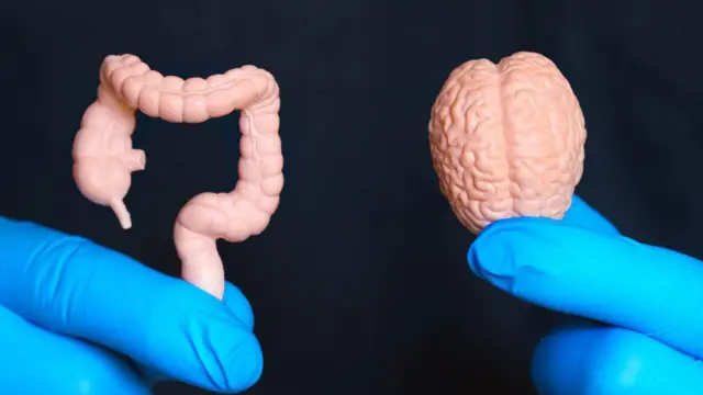 मेंदू आणि आतड्याचा काय संबंध आहे? तुमचा मूड, भावना मेंदूबरोबर आतडंसुद्धा कशा जपतं? वाचा