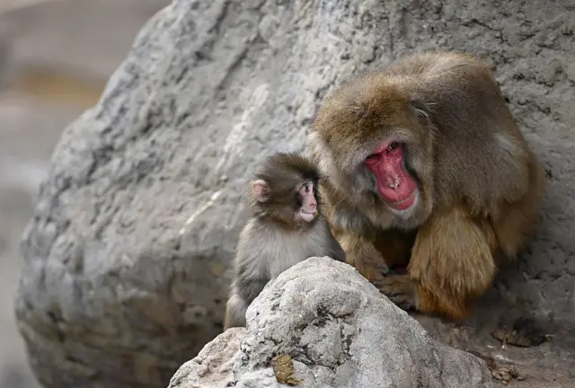 पंच माकड 