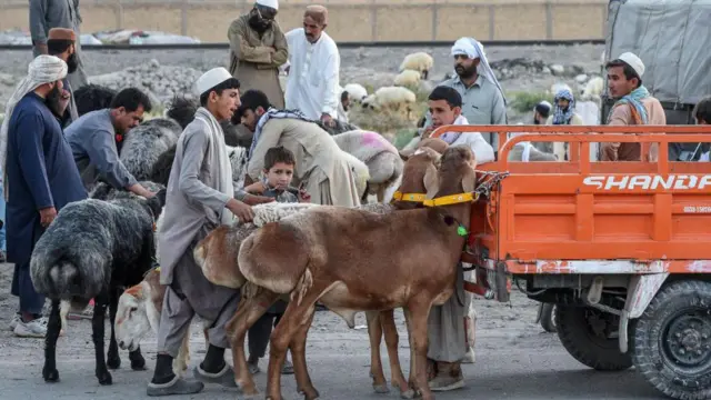 দুম্বার মাংস চর্বিযুক্ত হওয়ায় এটি কোরবানি দেওয়ার প্রচলন পাকিস্তানের শীতপ্রধান অঞ্চলগুলোতেই বেশি।