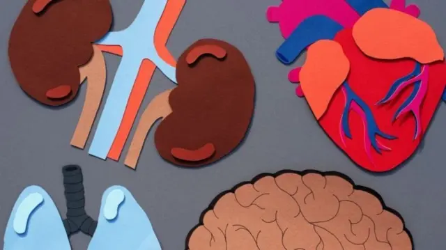 Savoir quels sont les organes qui déclinent rapidement peut aider à révéler les problèmes de santé qui sont sur le point d'apparaître, affirment les chercheurs dans un article publié dans la revue Nature.