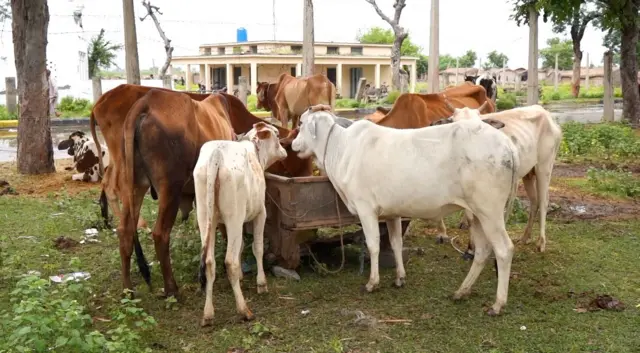 پنجاب سیلاب، مویشی