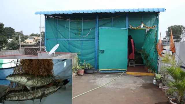 మేడ మీద చేపల పెంపకం