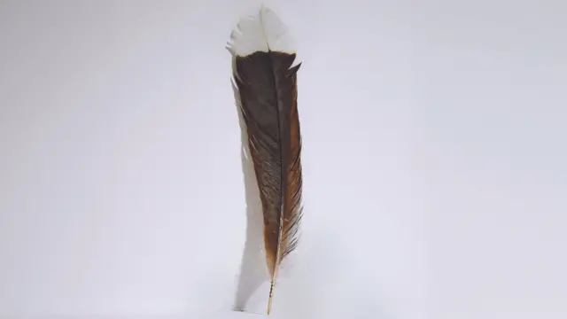Pena de pássaro huia