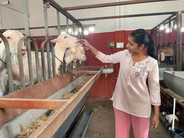 ਬੱਕਰੀਆਂ 