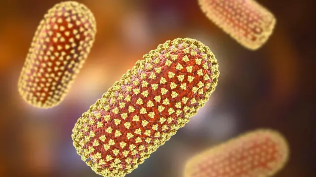 சந்திபுரா வைரஸ்