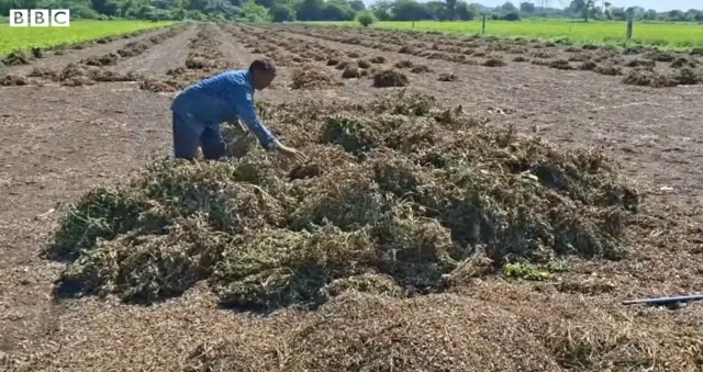 મગફળીના પાકમાં ખેડૂતોને નુકસાન થયાનું કહેવામાં આવી રહ્યું છે