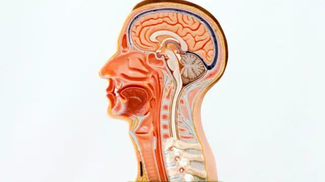 হেড অ্যান্ড নেক ক্যান্সার বলতে মানুষের মাথা থেকে ঘাড় পর্যন্ত অন্তত ৩০টি অংশের ক্যান্সারকে বুঝিয়ে থাকে। 