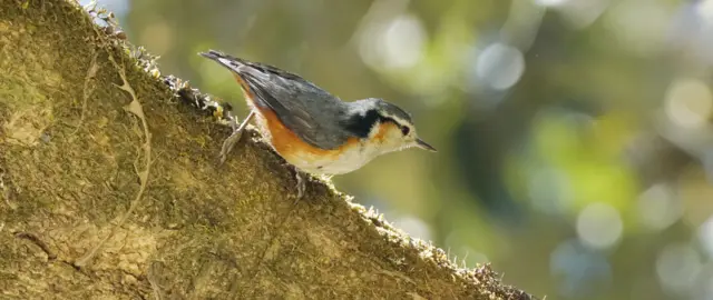 ချင်းပြည်နယ်ကလွဲပြီး ကမ္ဘာ့မှာမှ မတွေ့ရတဲ့ မျက်ခုံးဖြူငှက်ပြာခြောက် ဓာတ်ပုံ WWG