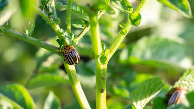 एग्रो टेररिज़म