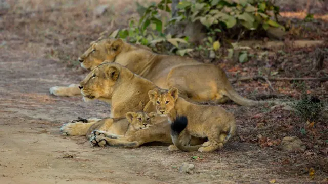બીબીસી ગુજરાતી સિંહ ગીર અભયારણ્ય પર્યાવરણ જૂનાગઢ સિંહબાળ