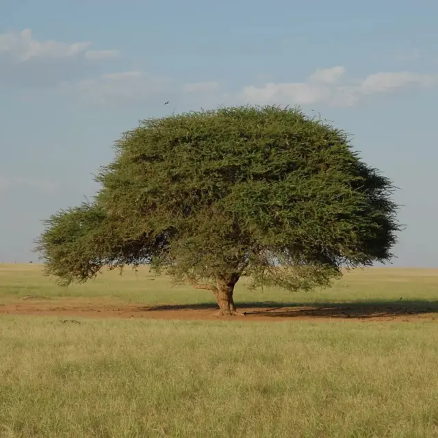 Un arbre en forme de parasol au milieu d'une terre aride recouverte d'herbes sèches