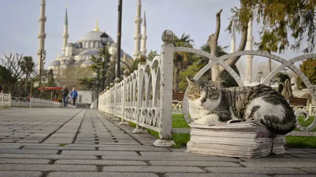 పిల్లులు ఇస్తాన్‌బుల్ తుర్కియే