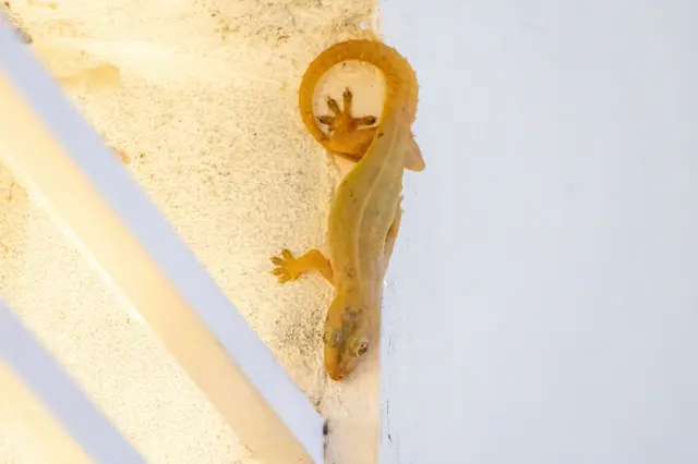 பல்லி தனது வாலை தானே துண்டித்துக் கொள்வது ஏன்? அறிவியல் பின்னணி