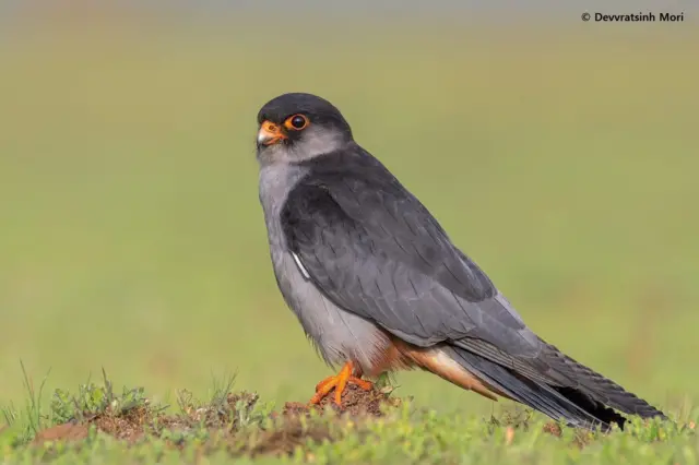 ગુજરાતનાં પક્ષીઓ, આમુર ફાલ્કન, યાયાવર પક્ષી, બીબીસી ગુજરાતી, આફ્રિકા, મણિપુર, પક્ષીઓનો પ્રવાસ