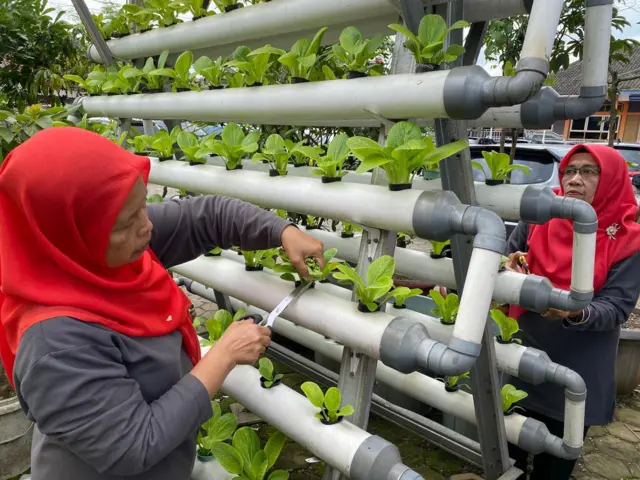 Kelompok Wanita Tani (KWT) Kebun Sauyunan.