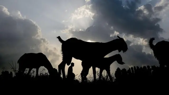 Photo Caption- प्राण्यांवरील अत्याचाराच्या घटना सहसा समोर येत नाहीत.