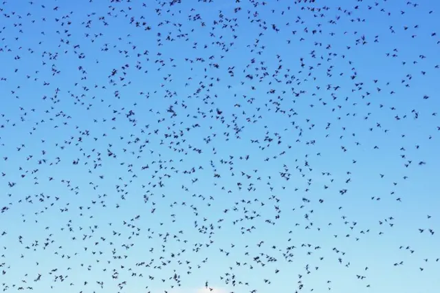 ઊડતા મંકોડા, જીવડાં