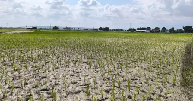 कतिपय ठाउँमा पानी नपर्दा लगाइसकेको धान पनि खेतमै सुक्न थालेका छन्