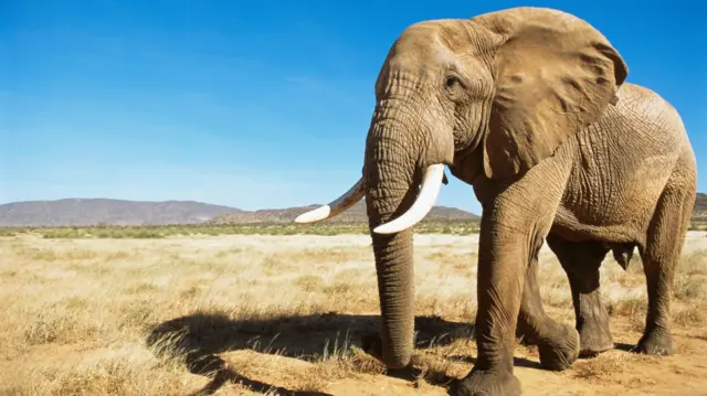 આફ્રિકા, હાથી, બીબીસી ગુજરાતી