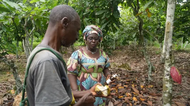 Dame Sieto et un de leurs employés avec une cabosse de cacao à la main