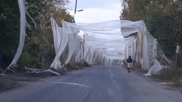 Mężczyzna na rowerze jedzie drogą pod białą siatką, która jest rozpięta nad drogą za pomocą drewnianych słupków.