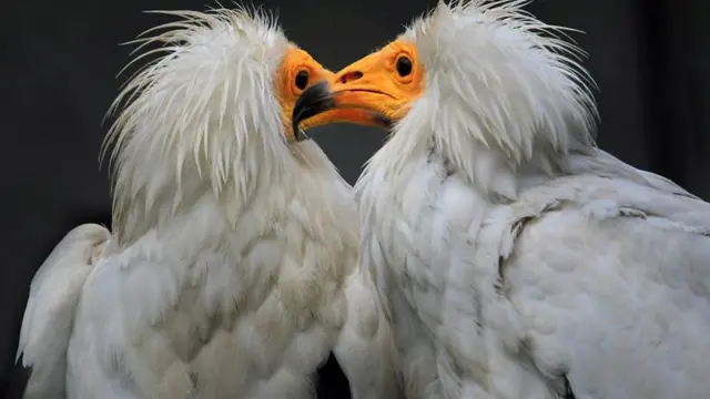 Simbiroota icciitii waliitti himaa turan