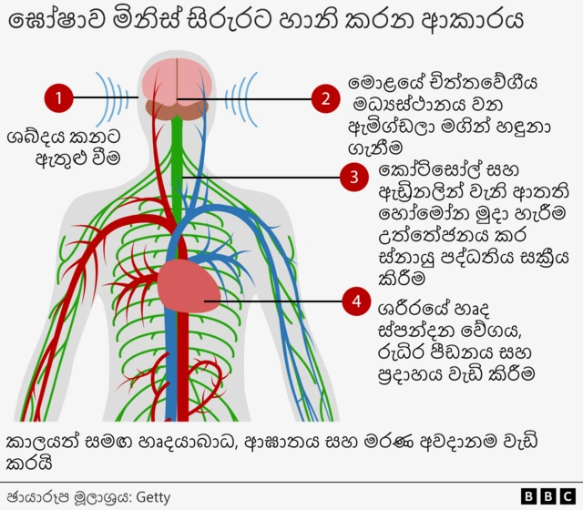 A diagram of a human body showing (1) sound entering the ear, (2) it being detected by the amygdala - the emotional centre of the brain, (3) the nervous being activated and the release of stress hormones like cortisol and adrenaline and (4) heart rate being increased, as well as blood pressure and inflammation in the body