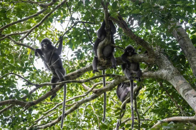 Örümcek maymunları