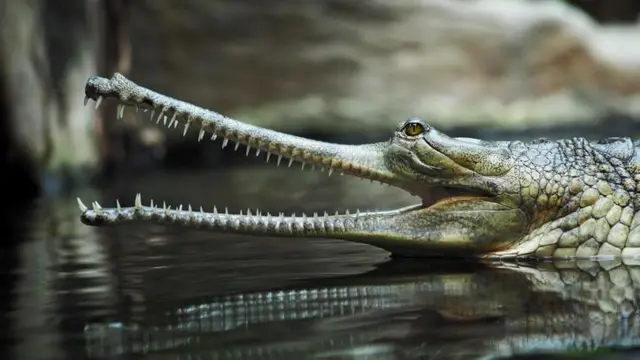 ধারণা করা হয় পৃথিবীতে এখন ঘড়িয়াল আছে প্রায় ২০০টি 