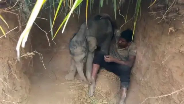 தாயை இழந்த குட்டி யானை